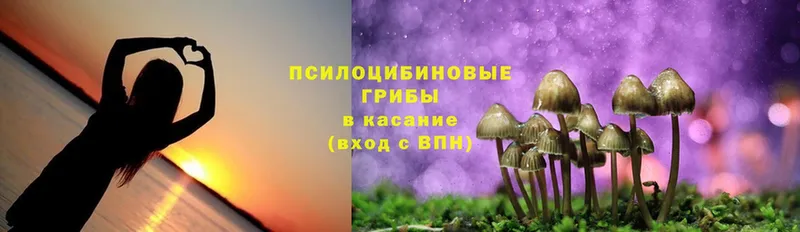 shop формула  Владивосток  Псилоцибиновые грибы Psilocybine cubensis 